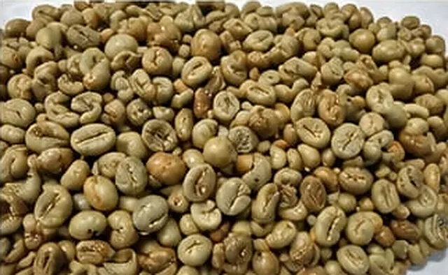 Katalog Green Bean 2026